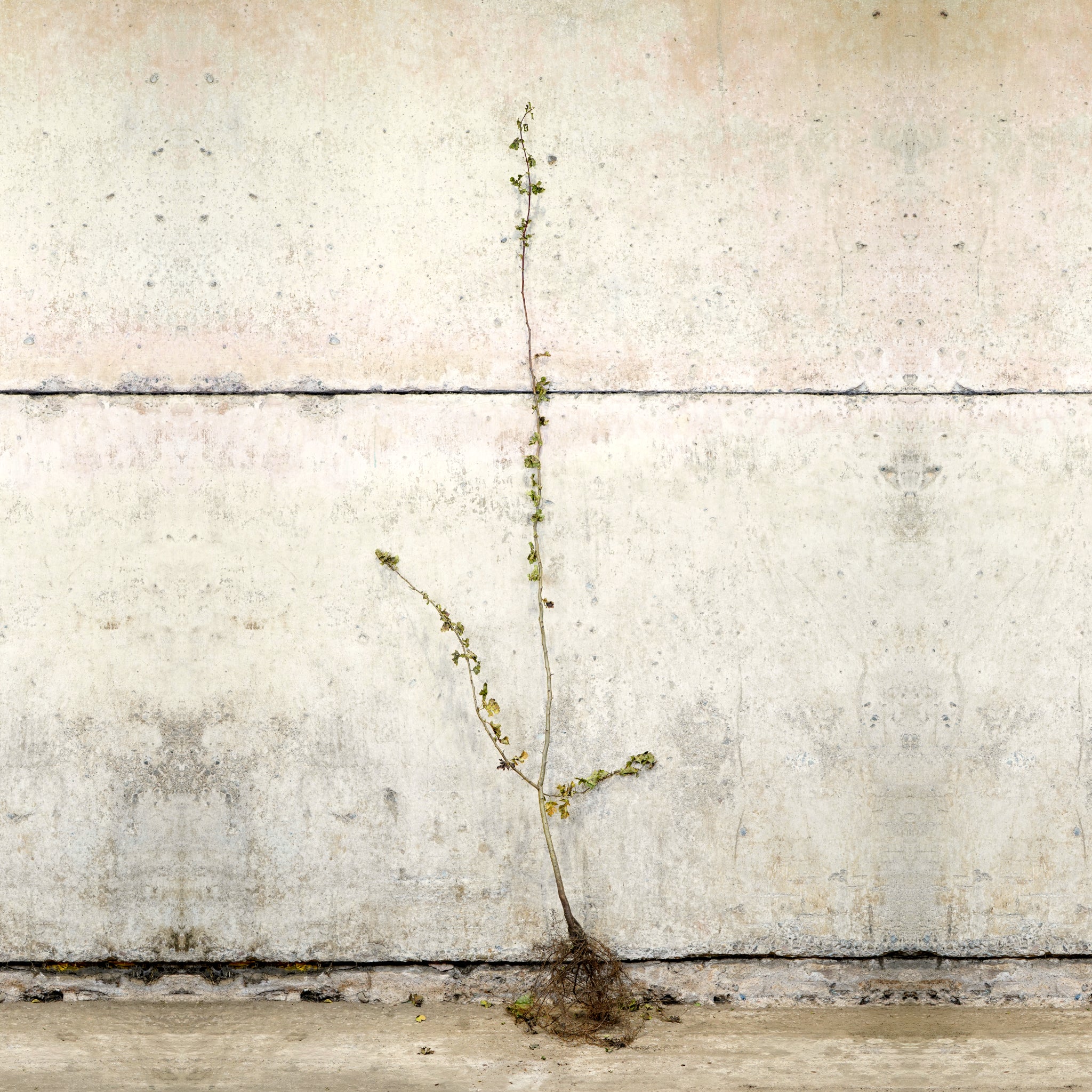 Hawthorn hedge plants 150-175cm bare root