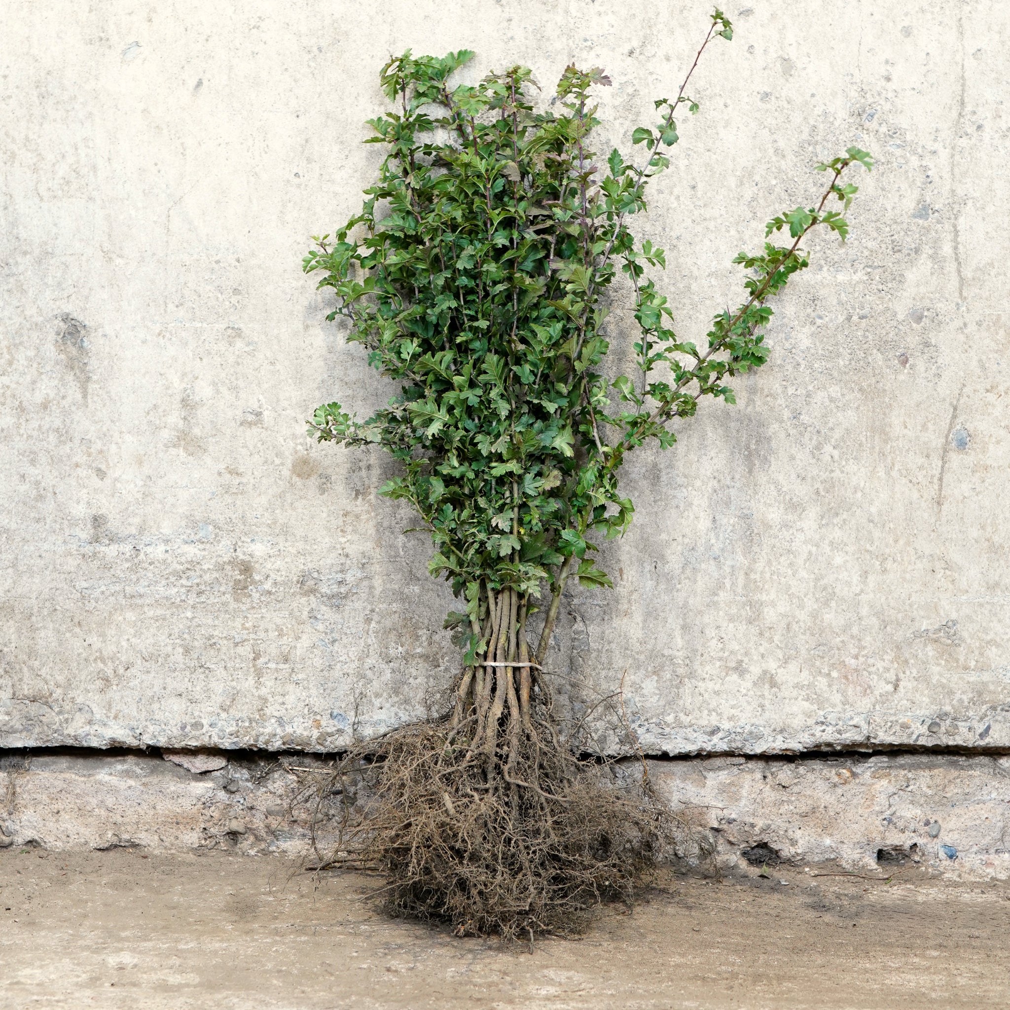 Hawthorn hedge plant 40-60cm bare root