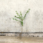 Hawthorn hedge plant 40-60cm bare root – photo 2