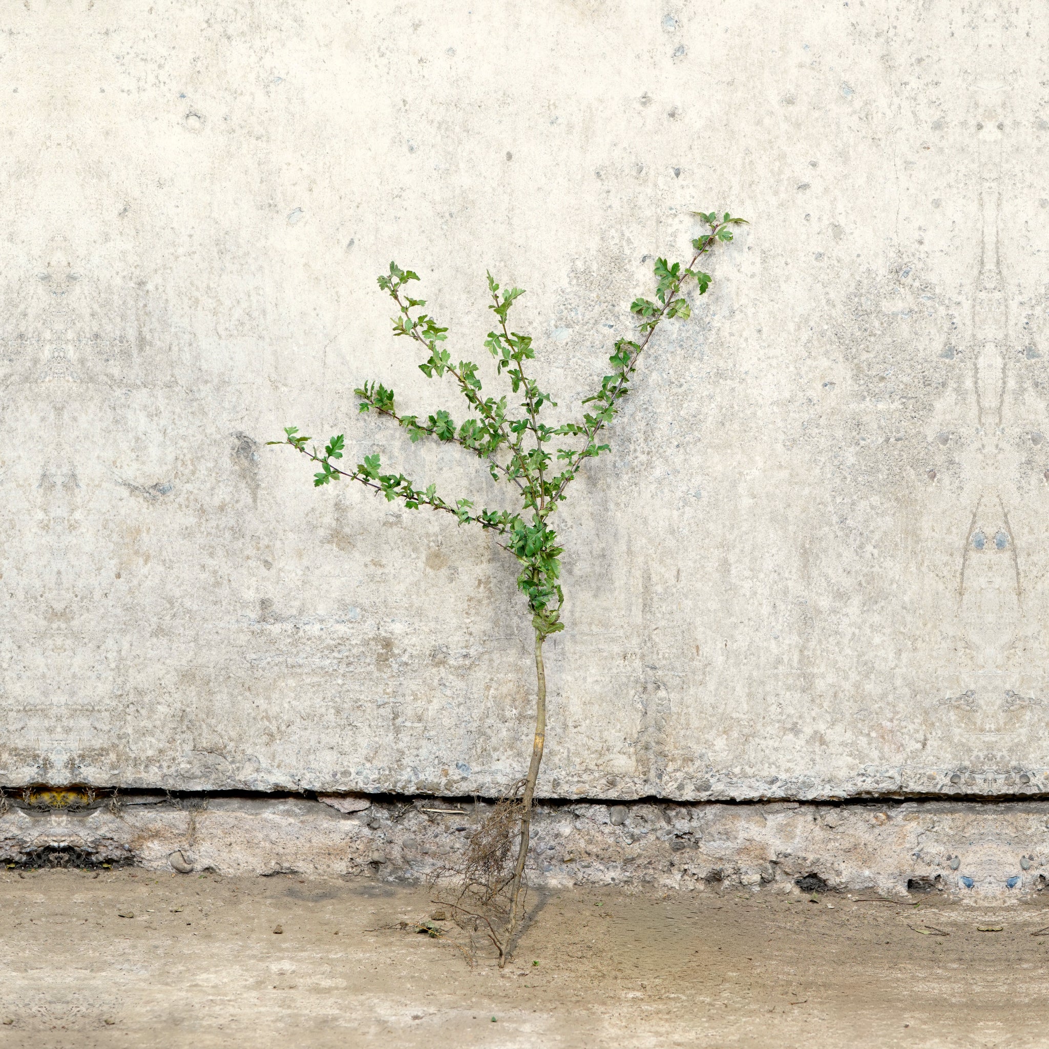 Hawthorn hedge plant 40-60cm bare root