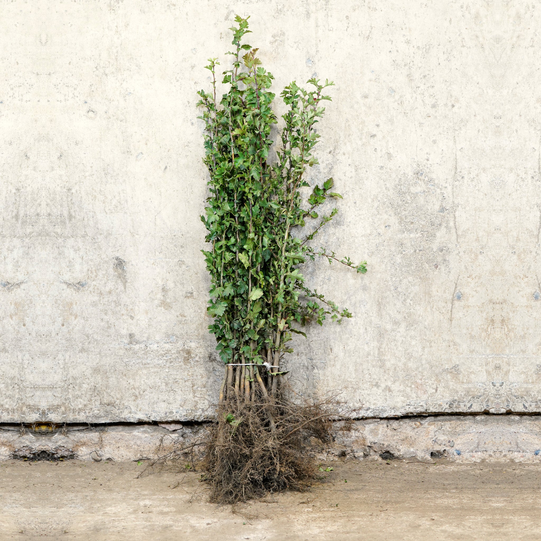 Hawthorn bare root hedge 60-80cm