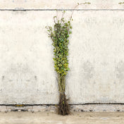 Crataegus monogyna (Hawthorn) 80-100cm bare root hedge plants.