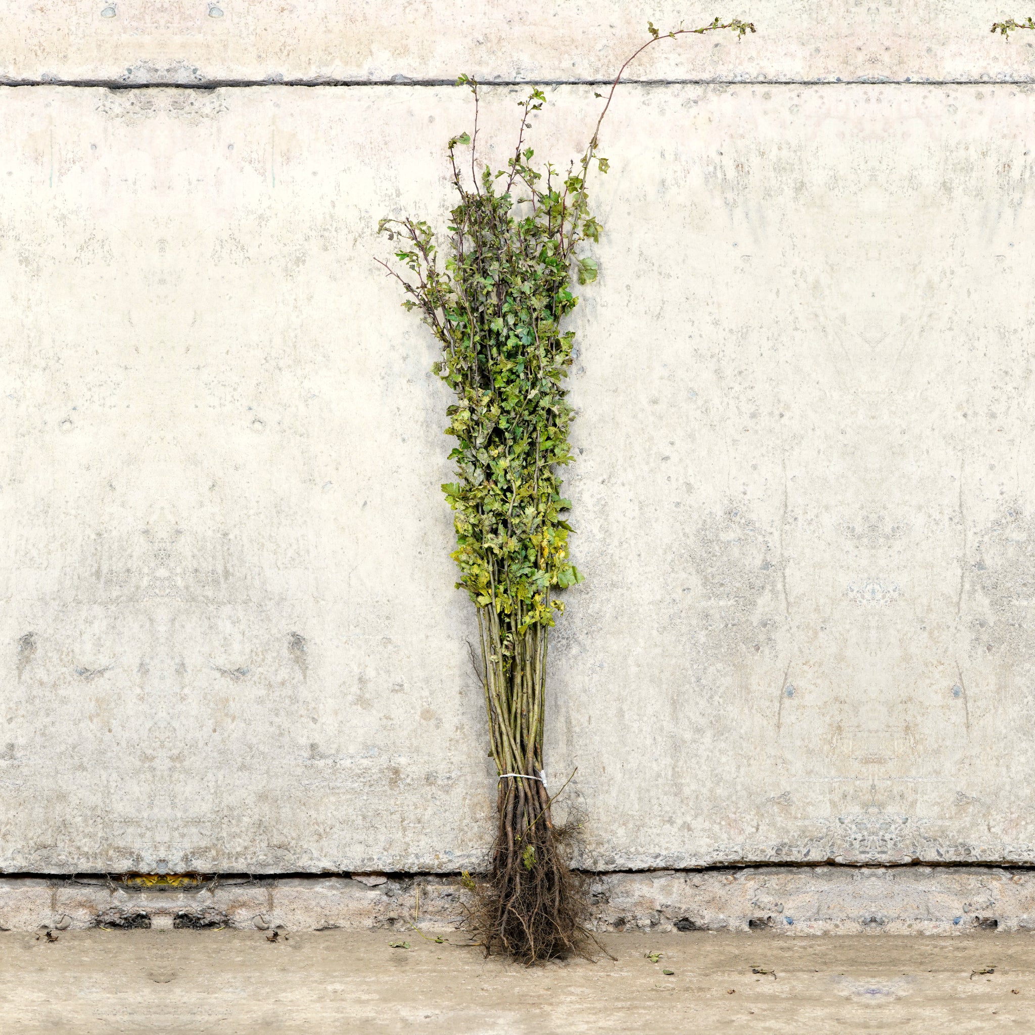 Crataegus monogyna (Hawthorn) 80-100cm bare root hedge plants.
