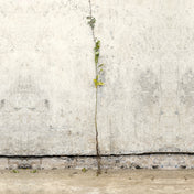 Hawthorn bare root hedge 80-100cm