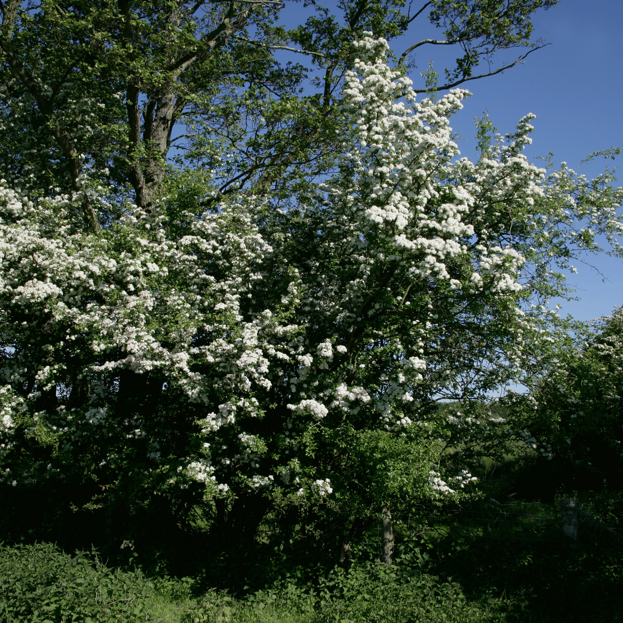 Hawthorn (Crataegus monogyna) foliage detail