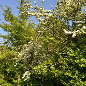 Hawthorn (Crataegus monogyna) foliage detail – photo 2