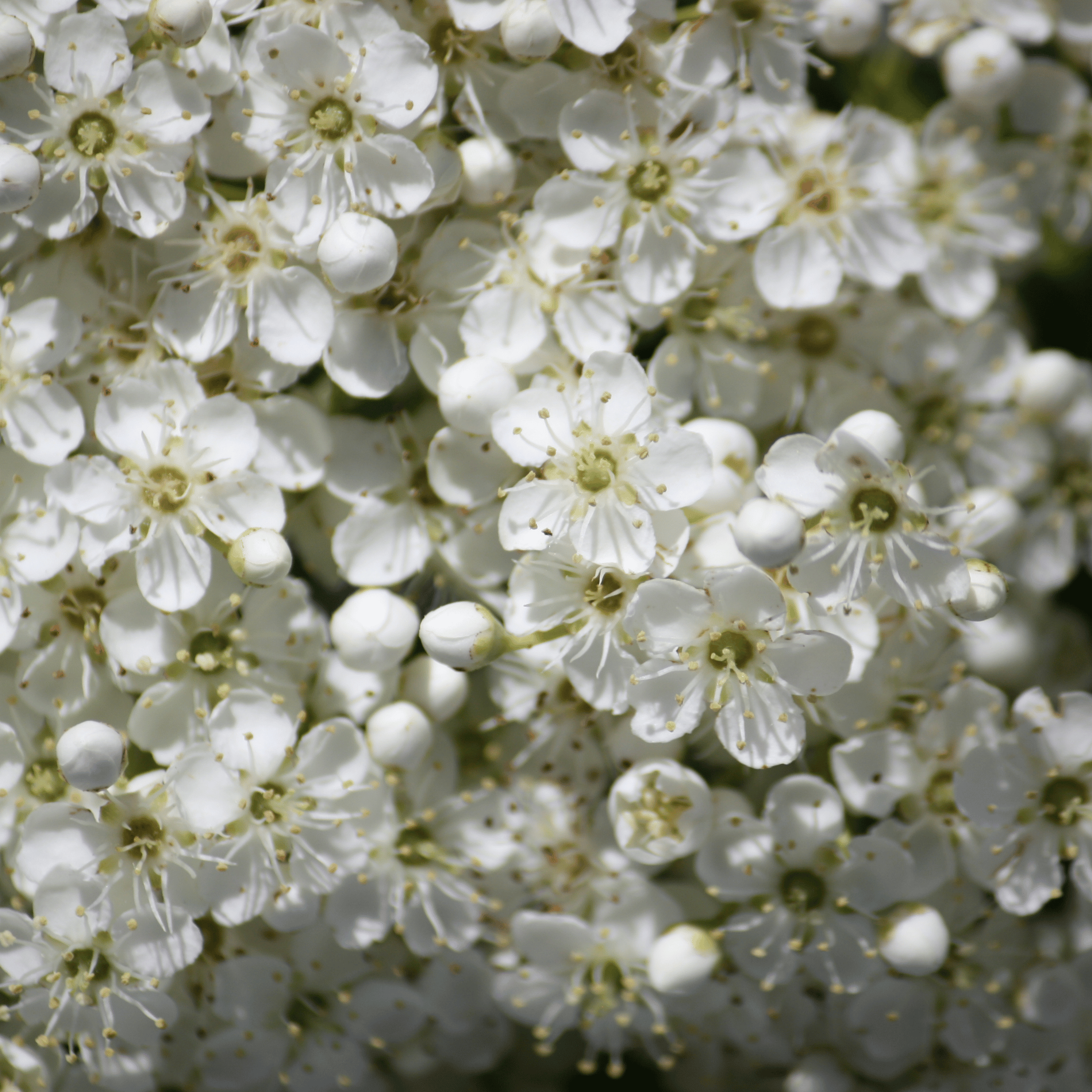 Hawthorn (Crataegus monogyna) foliage detail