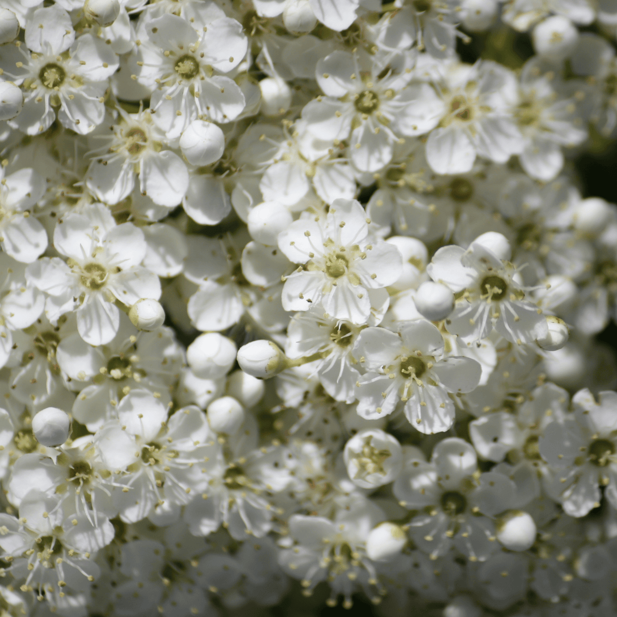 Hawthorn (Crataegus monogyna) foliage detail – photo 3