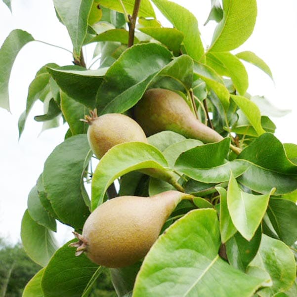 Pyrus communis 'Conference' bare root or pot grown fruit tree.