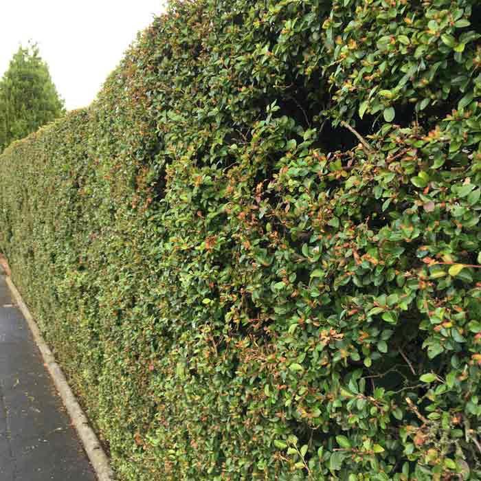Cotoneaster 'Coral Beauty' 3L evergreen shrub hedge plant.