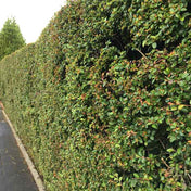 Cotoneaster 'Coral Beauty' 3L evergreen shrub hedge plant.
