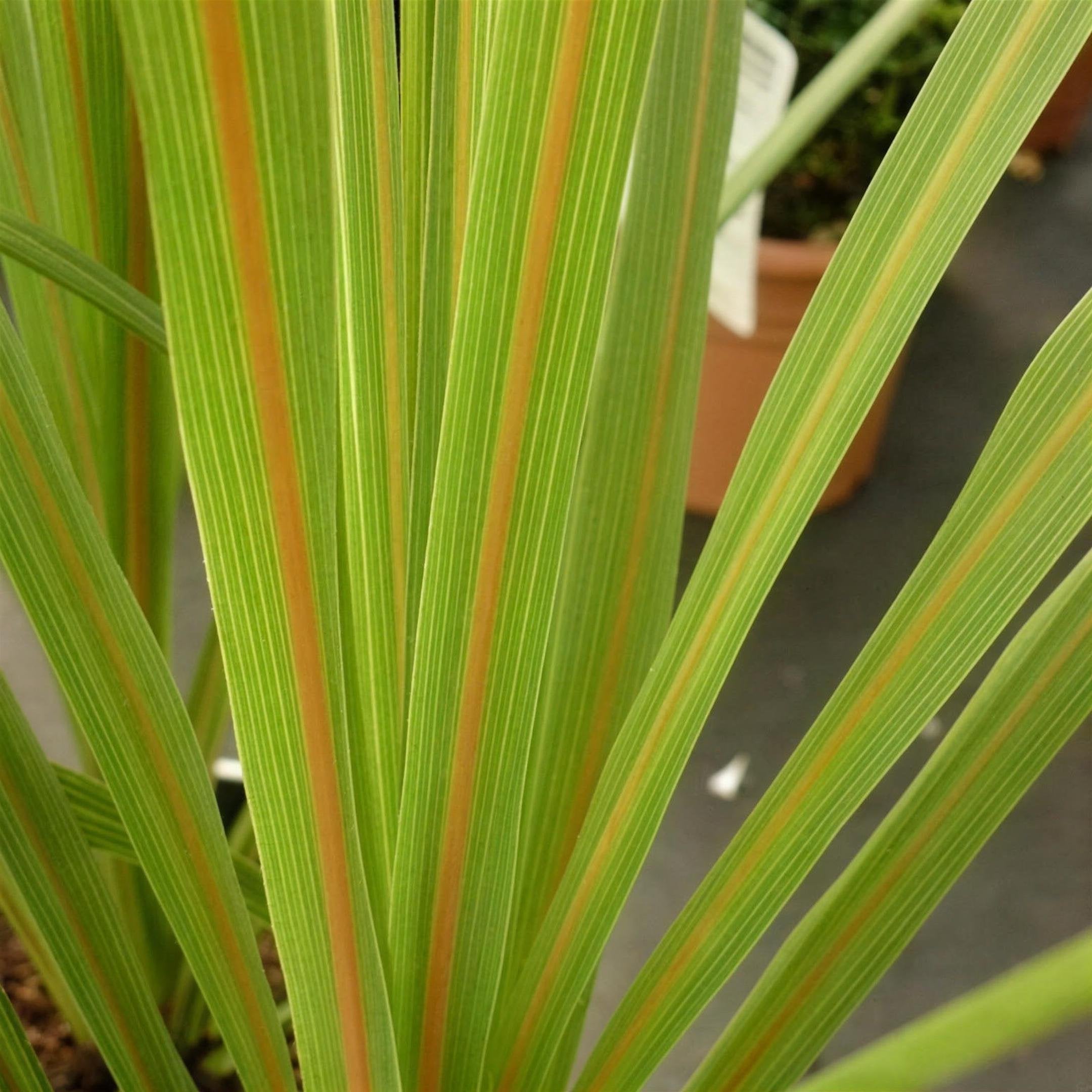Cordyline australis (Cabbage Palm) 2L pot grown evergreen foliage plant.