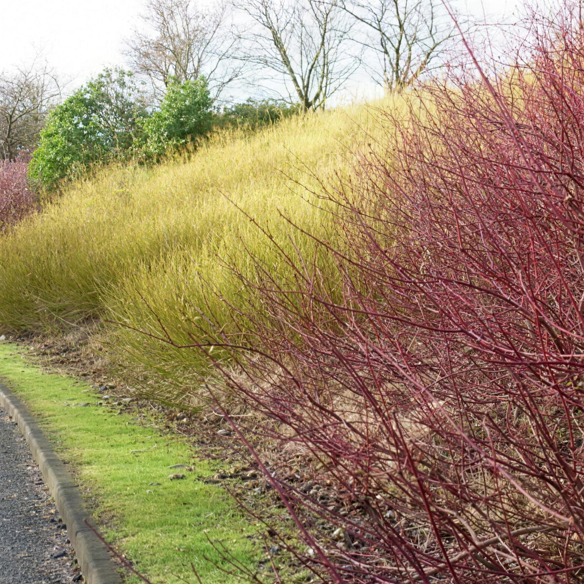 Cornus flaviramea (Yellow Dogwood) bare root 40-60cm shrub.