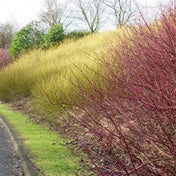 Cornus flaviramea (Yellow Dogwood) bare root 40-60cm shrub.