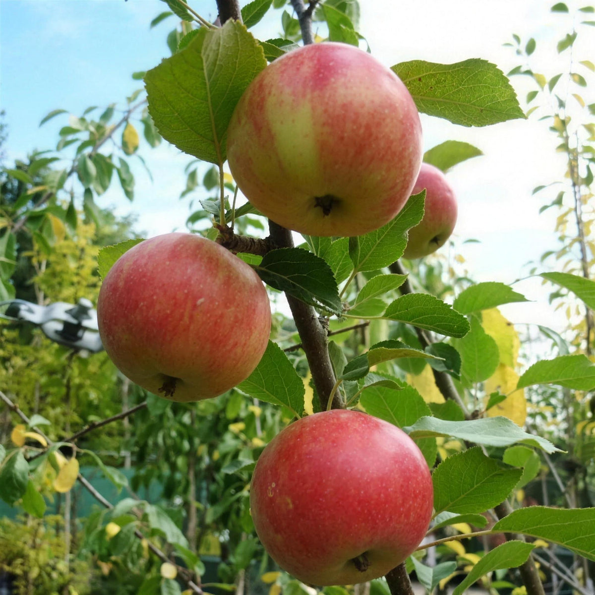Malus domestica 'Cox's Orange Pippin' 90/120cm apple tree pot grown.
