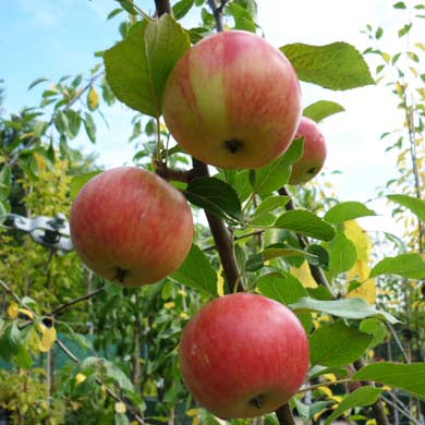 Malus domestica 'Cox's Orange Pippin' 90/120cm (Cox's Orange