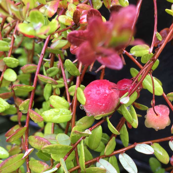 Vaccinium macrocarpon 'Early Black' pot grown fruit plant.