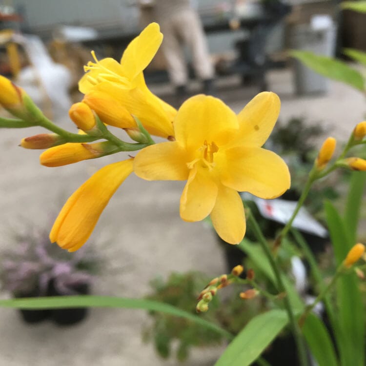 Crocosmia 'Honey Angels' 2L pot perennial plant.