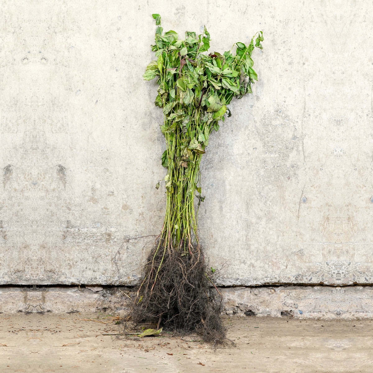 Common Dogwood 40-60cm bare root