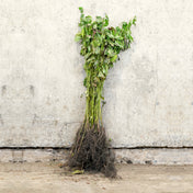 Common Dogwood 40-60cm bare root