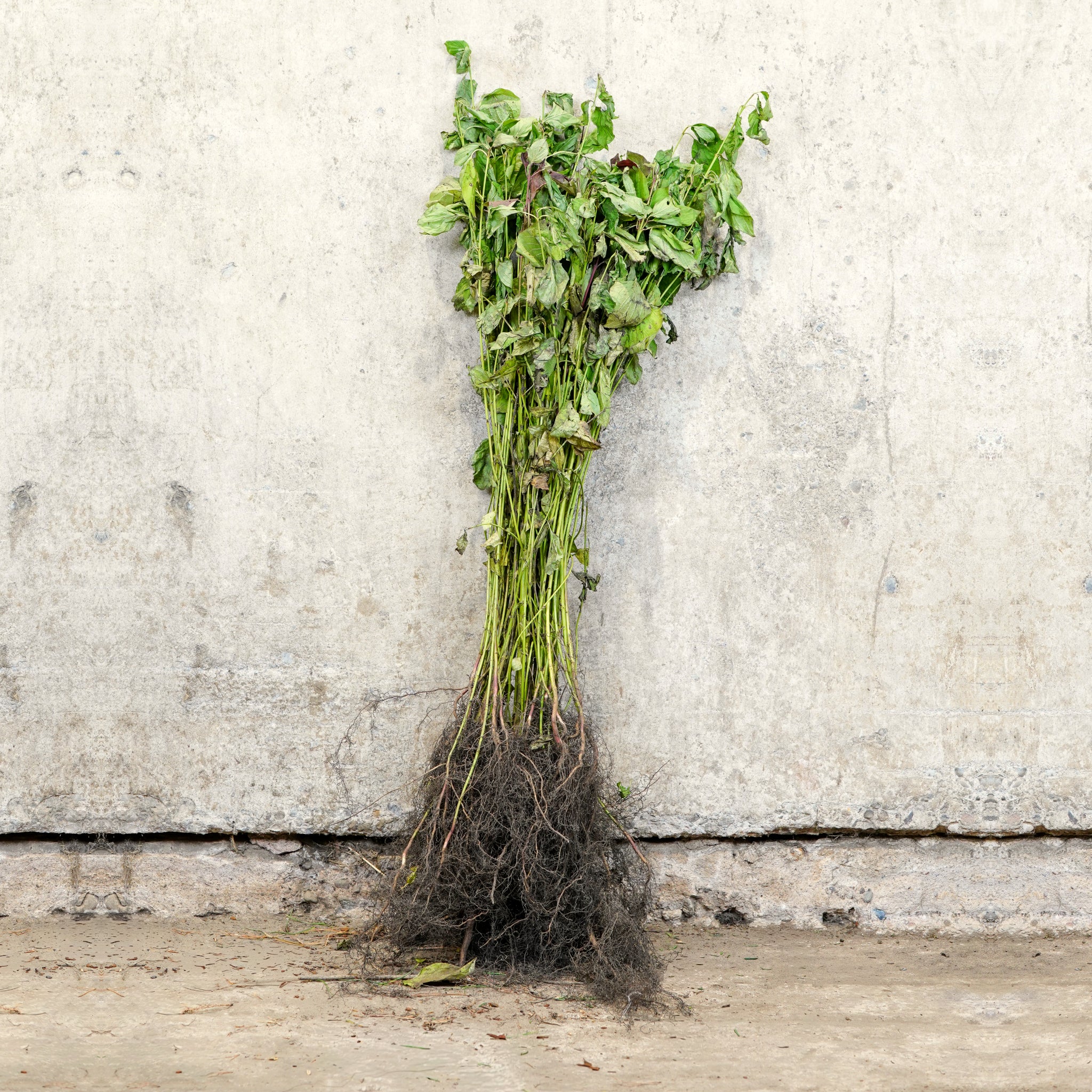 Common Dogwood 40-60cm bare root