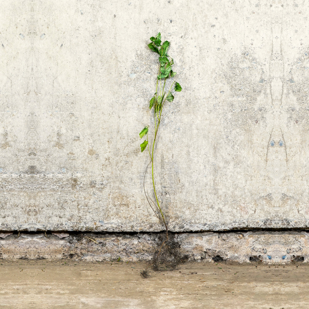 Common Dogwood 40-60cm bare root – photo 2