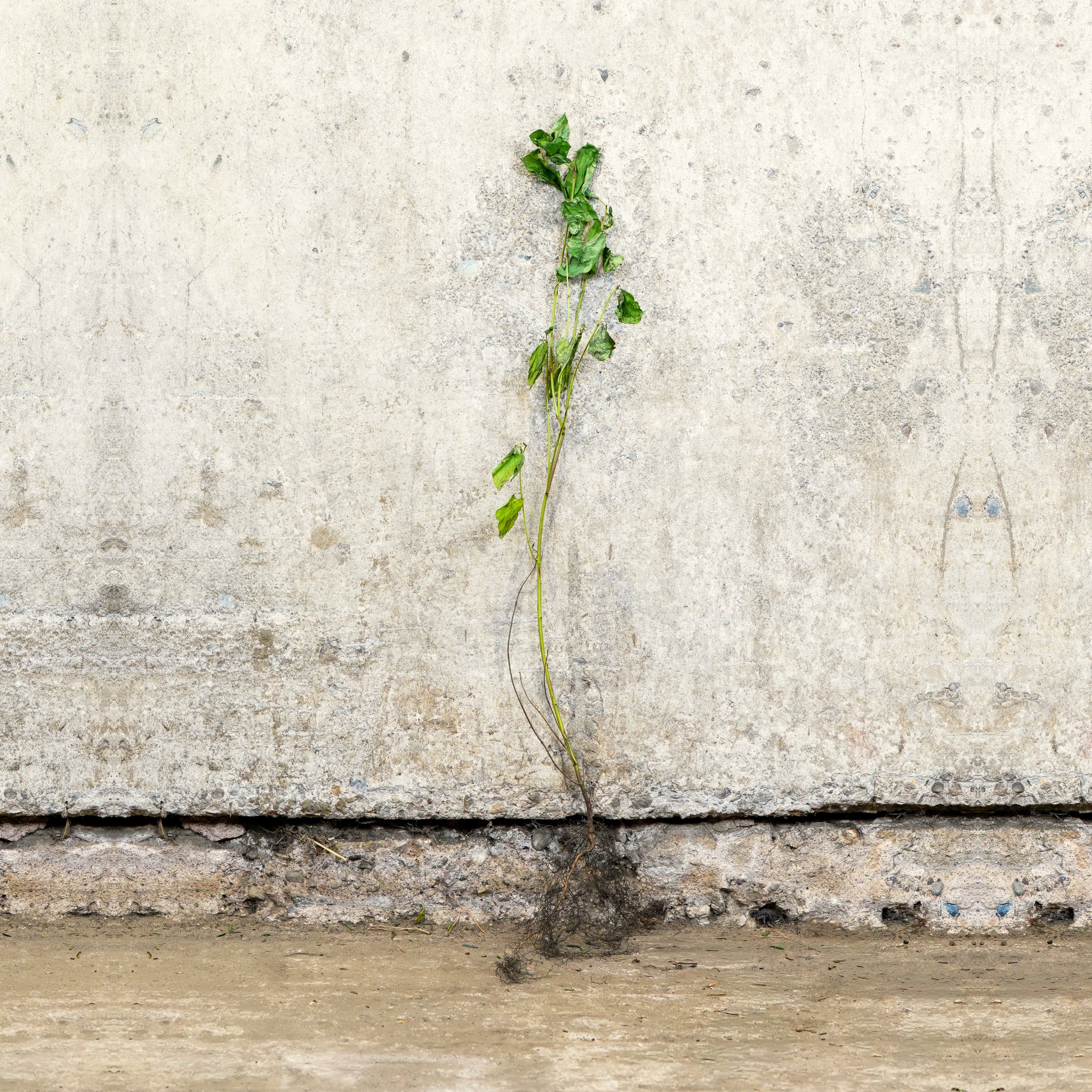 Common Dogwood 40-60cm bare root