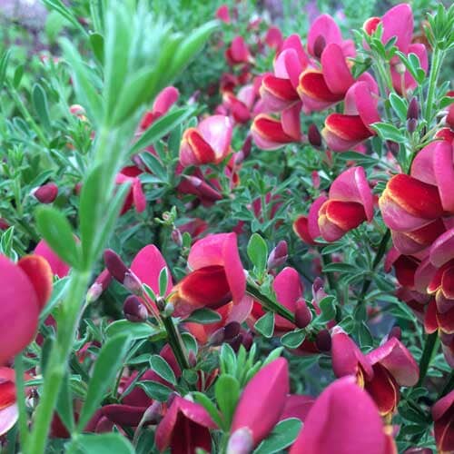 Cytisus 'Lena' (Broom) 3L pot shrub.