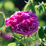 Rosa ‘Charles de Mills’ bare root shrub rose.