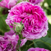 Rosa 'Charles de Mills' bare root shrub rose.