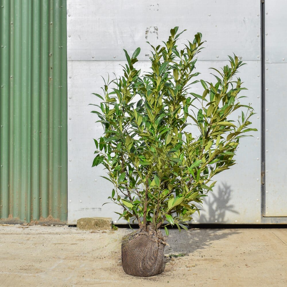 Prunus laurocerasus 'Rotundifolia' (Cherry Laurel) 80-100cm root ball hedge plant.
