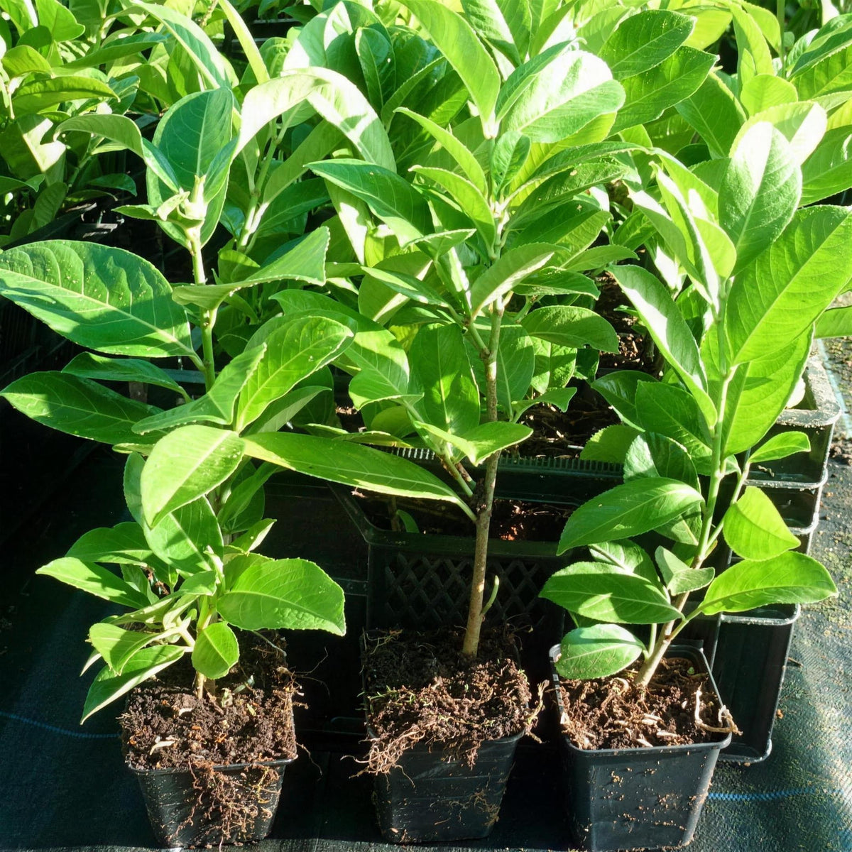 Prunus laurocerasus (common laurel) 20-40cm pot grown hedging plant.