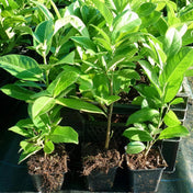 Prunus laurocerasus (common laurel) 20-40cm pot grown hedging plant.