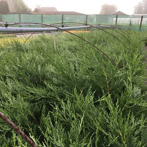 Cupressocyparis leylandii (Green Leylandii) 20-30cm pot grown hedge plant.