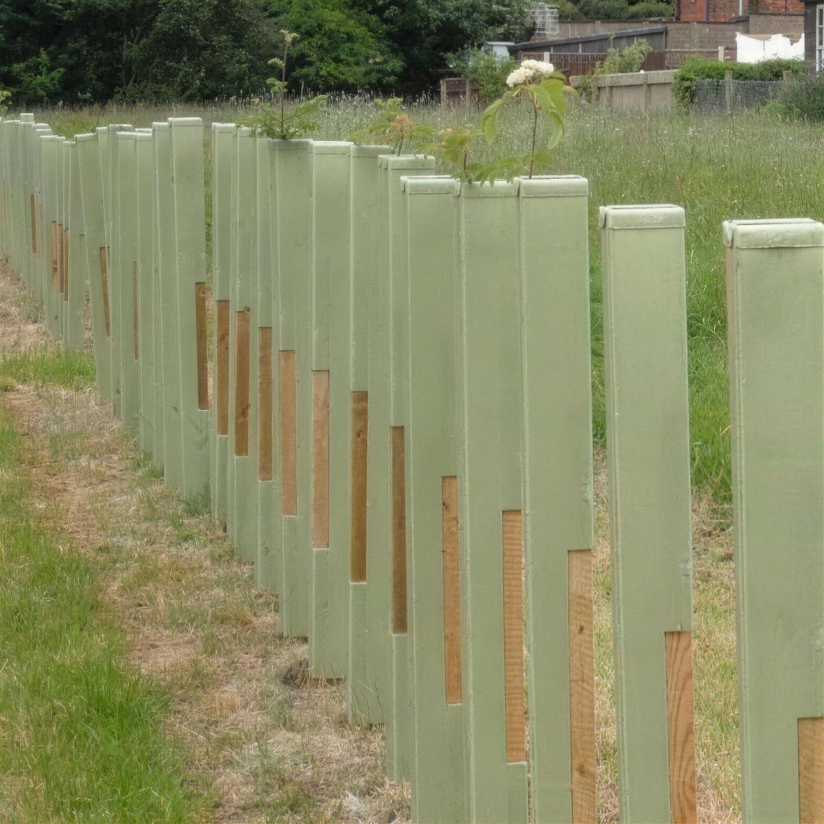 Shrub defender guards 60cm tall for protecting young plants and shrubs.