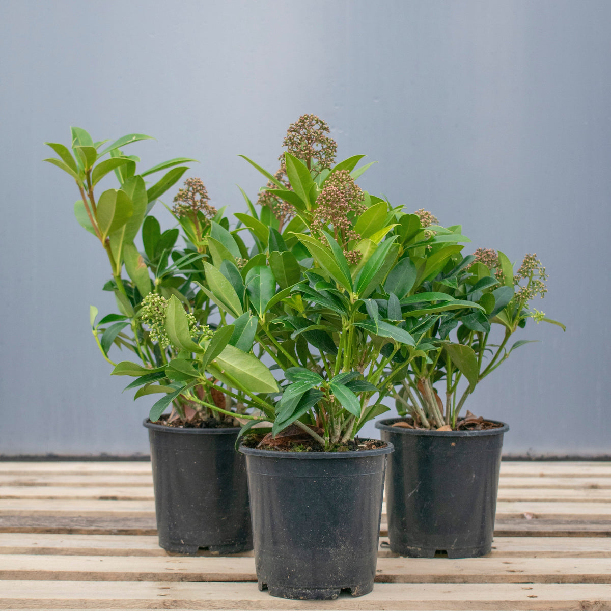 Skimmia japonica 'Rubella' pot grown evergreen shrub.