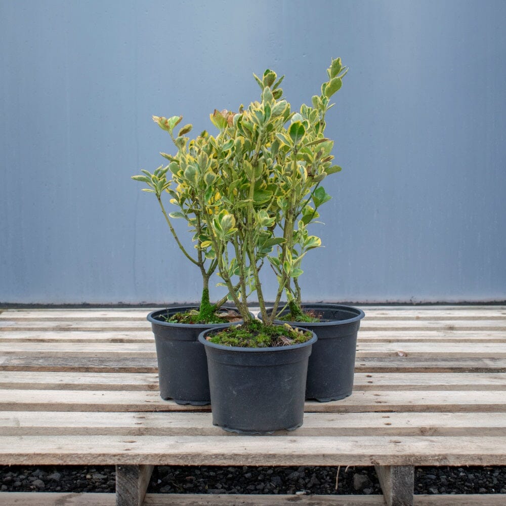 Ligustrum ovalifolium 'Aureum' (Golden Privet) 3L pot grown hedging plant.