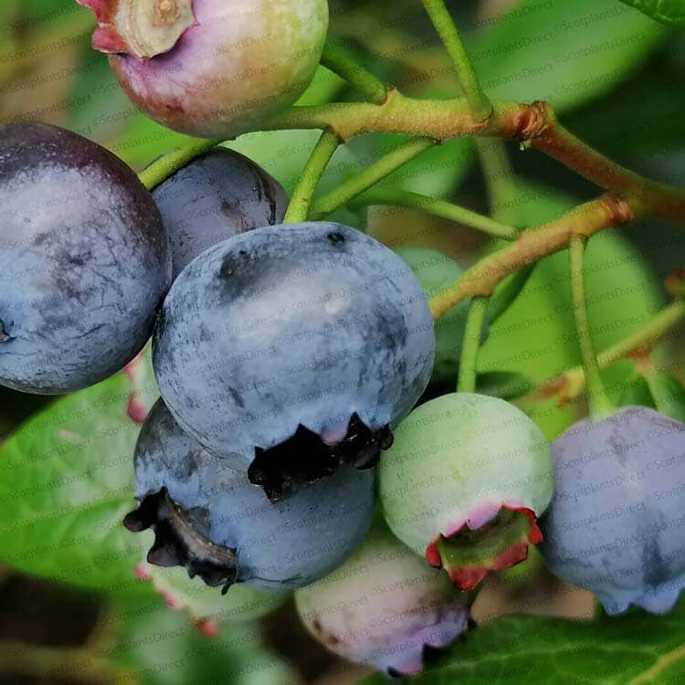 Vaccinium corymbosum 'Duke' (Blueberry Duke) pot grown 10/40cm fruit plant.