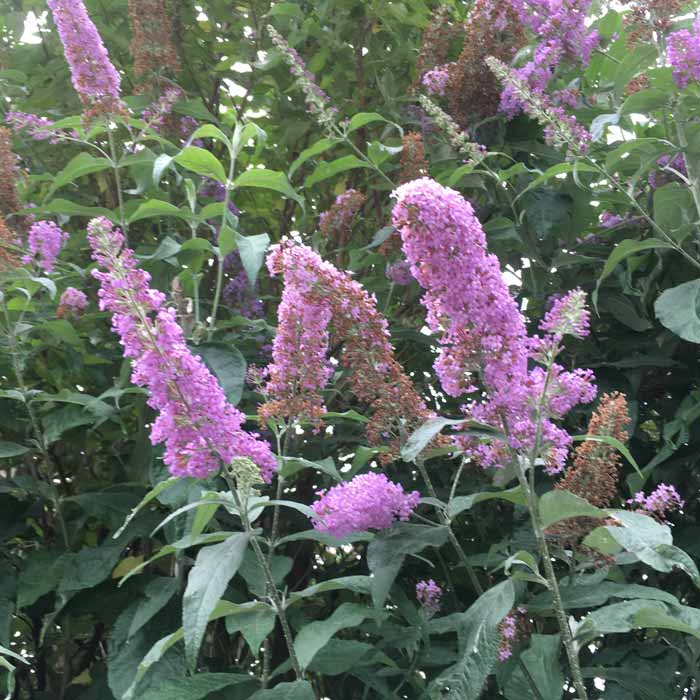 Buddleja davidii 'Pink Delight' 3L pot grown flowering shrub.