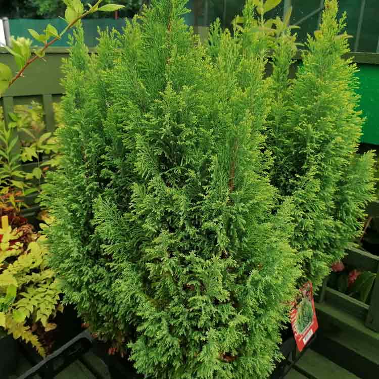 Chamaecyparis lawsoniana 'Ellwoodii' dwarf conifer pot grown. – photo 2
