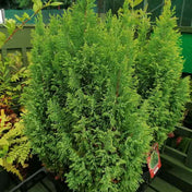 Chamaecyparis lawsoniana 'Ellwoodii' dwarf conifer pot grown. – photo 2