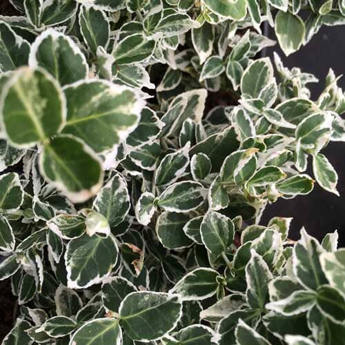 Euonymus fortunei 'Emerald Gaiety' 3L pot grown evergreen shrub.