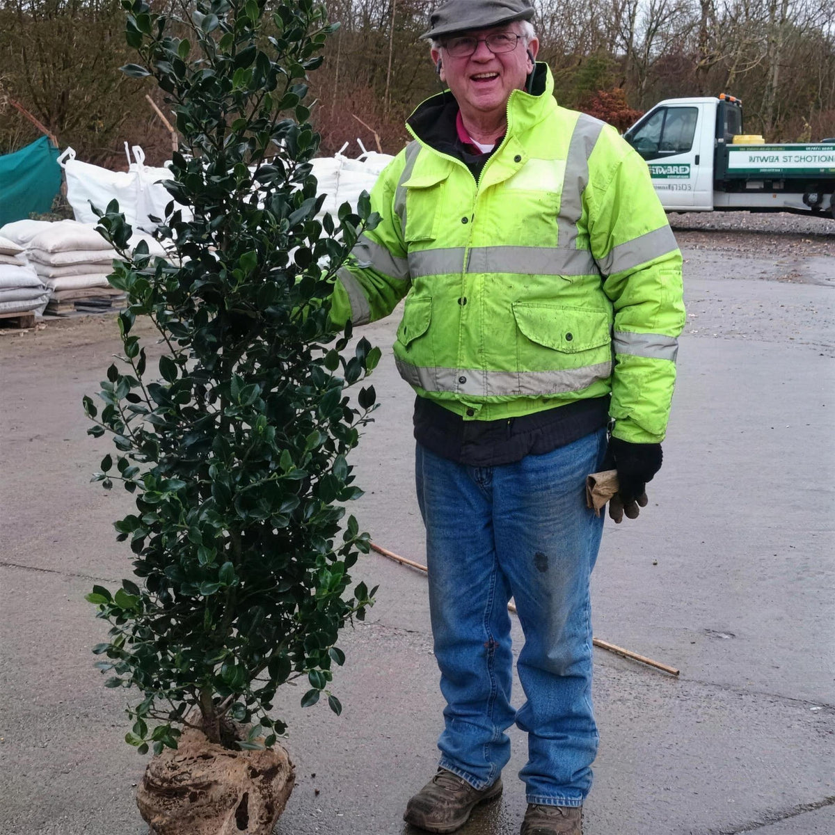 Ilex aquifolium (English Holly) 175–200cm rootball hedge plant.