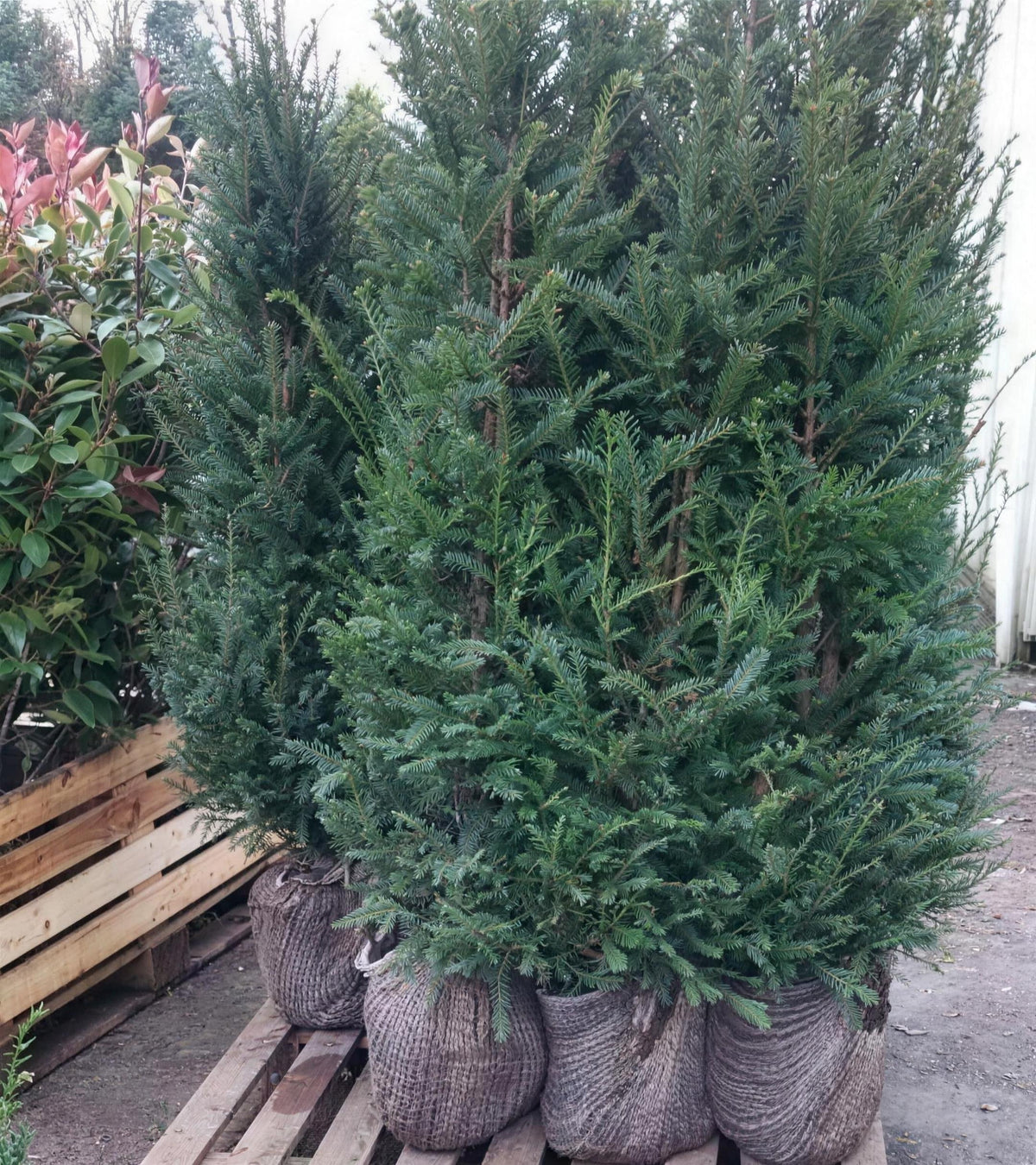 Taxus baccata (English Yew) 80-100cm root ball hedge plant.