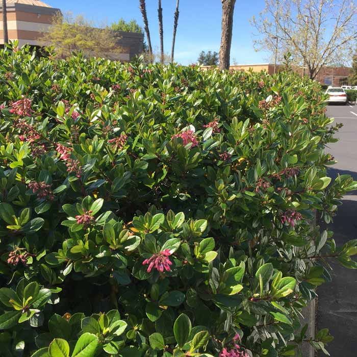 Escallonia rubra 'Macrantha' 40-60cm pot grown evergreen hedge plant.