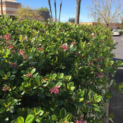 Escallonia rubra 'Macrantha' 40-60cm pot grown evergreen hedge plant.