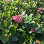 Red Escallonia in flower