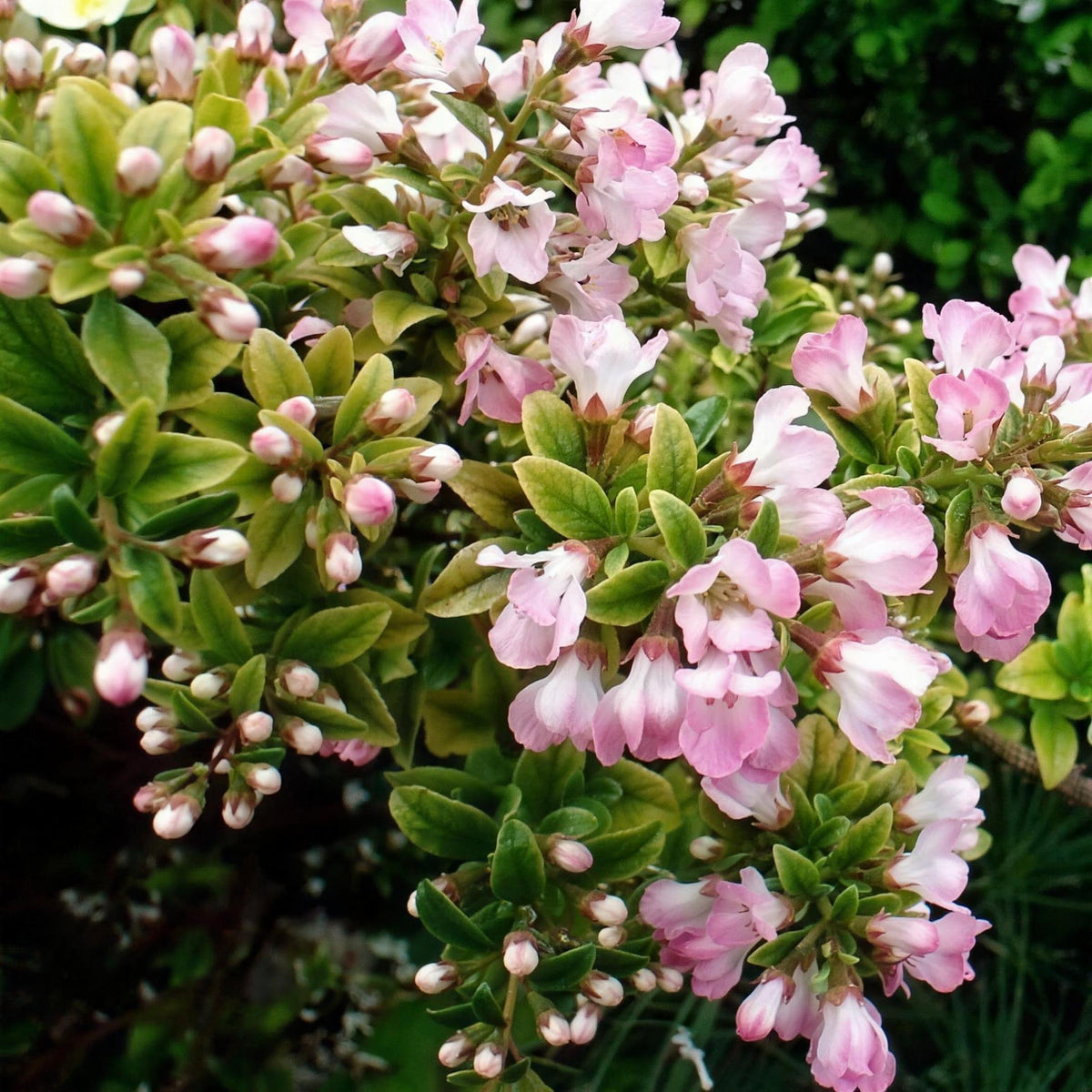 Escallonia 'Apple Blossom' 40-50cm pot grown shrub.