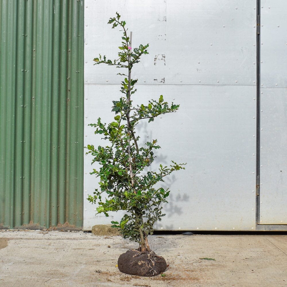Ilex aquifolium (English Holly) 90-120cm rootball evergreen hedge plant.