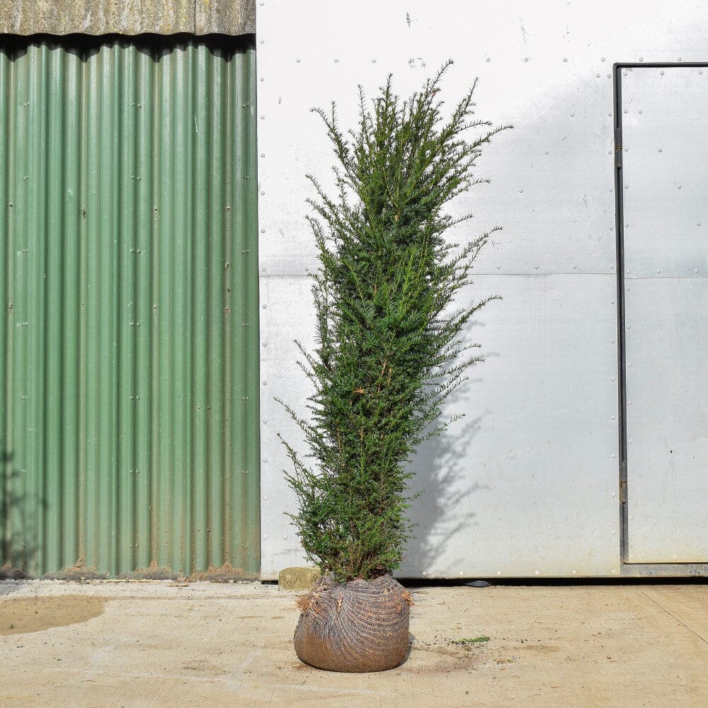 Taxus baccata (English yew) 150-175cm rootball hedging plant.